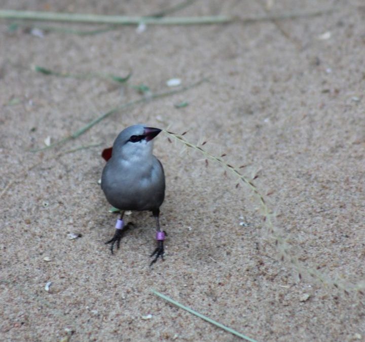 Bird is hard at work