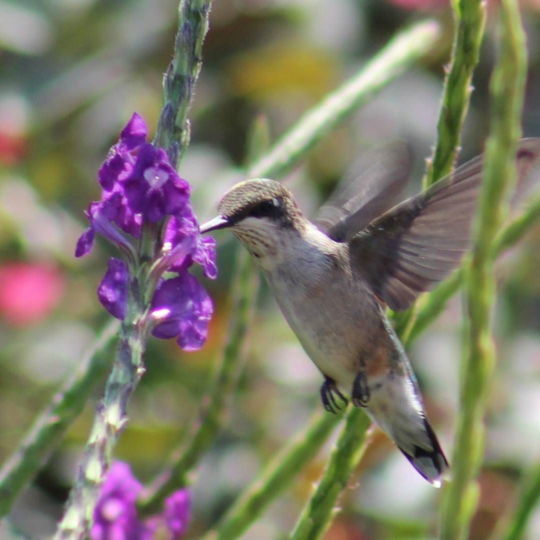 Hummingbird